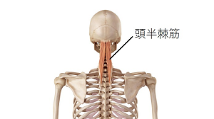 めまい頭半棘筋